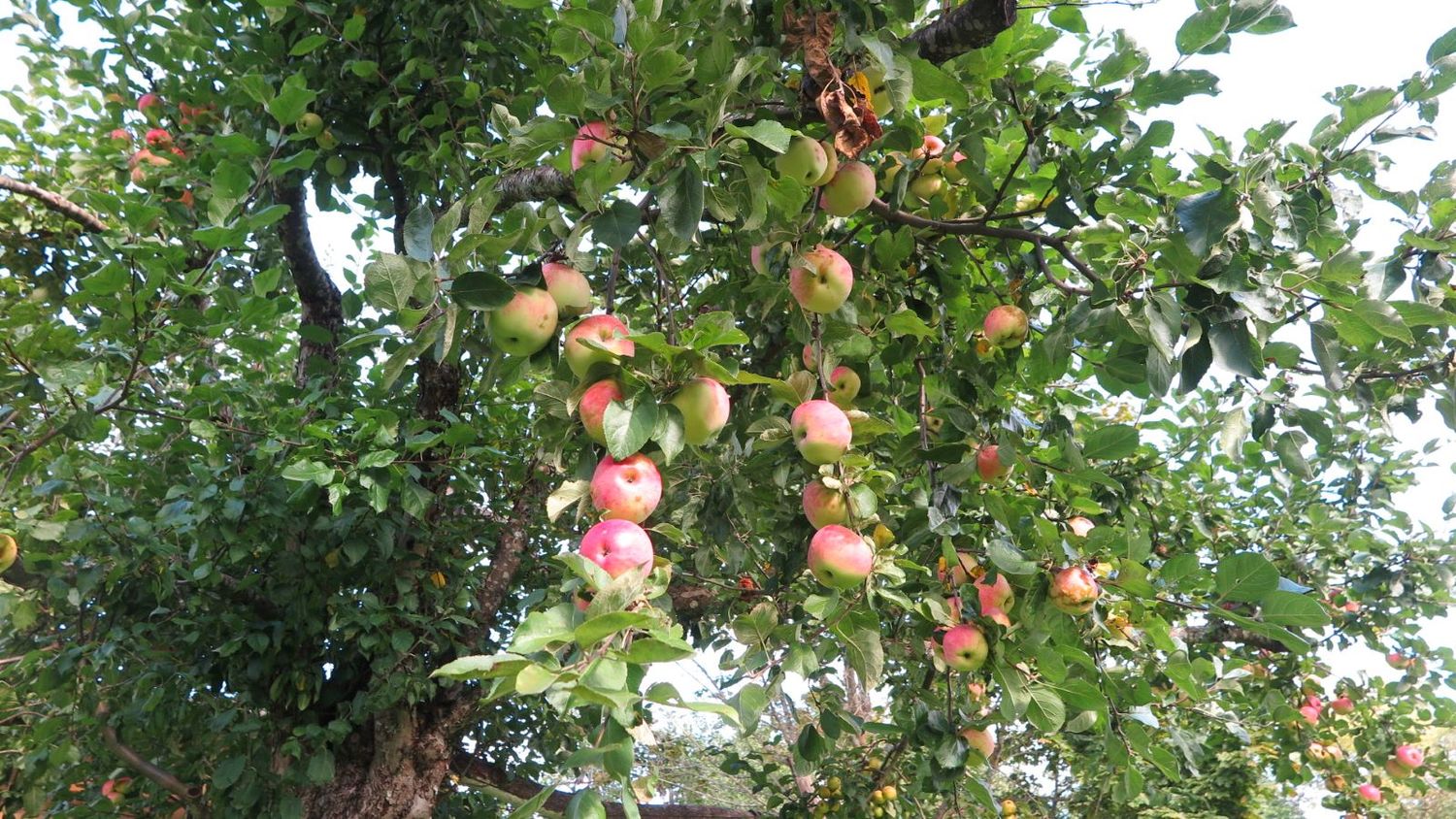 kaip genėti seną obelį