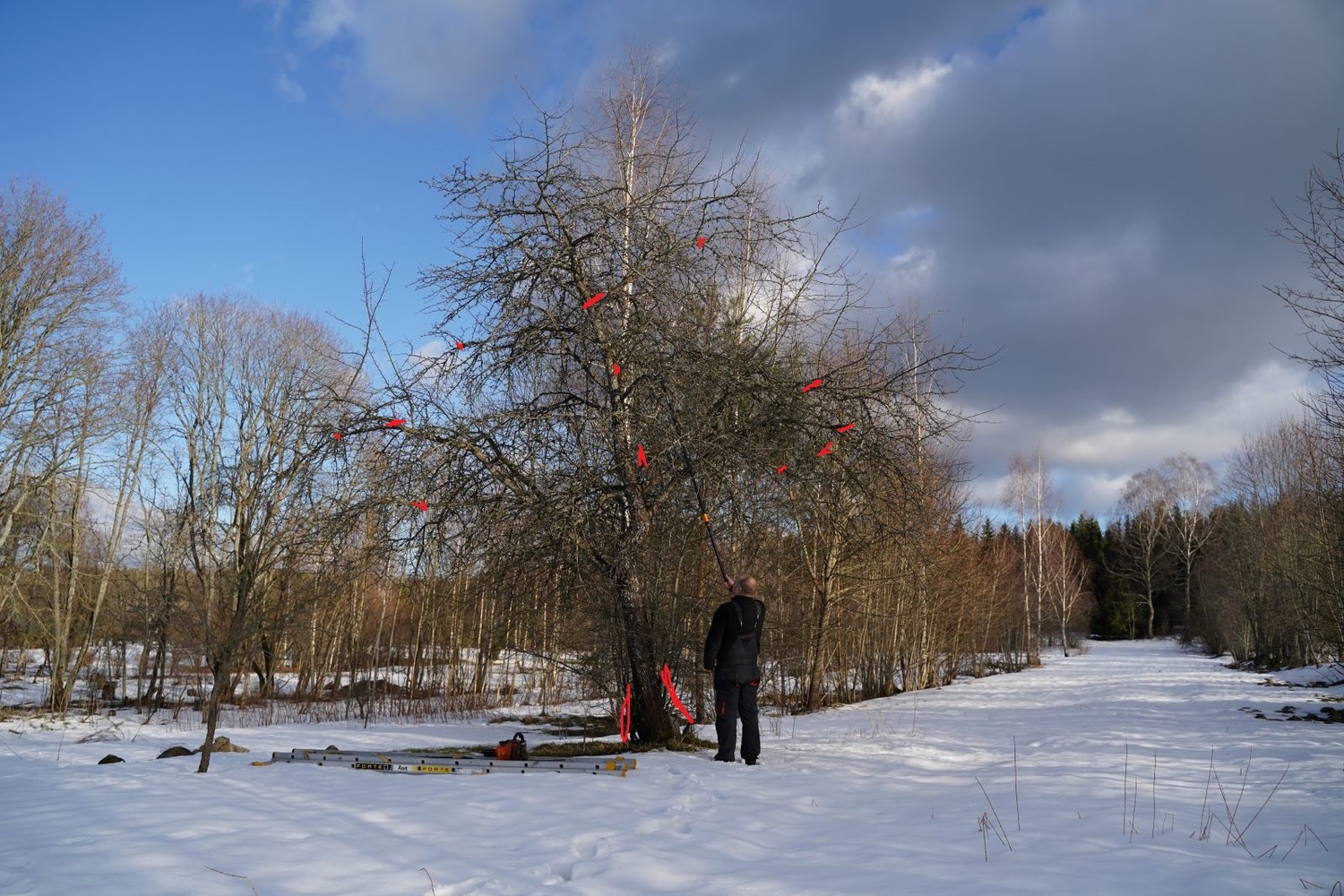 senų vaismedžių genėjimas