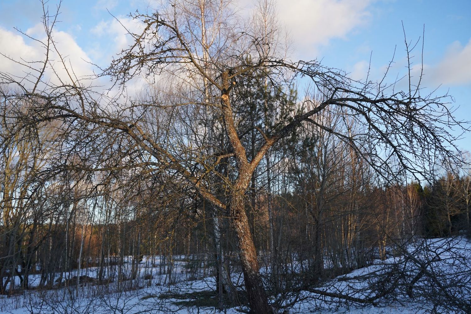 senų vaismedžių genėjimas