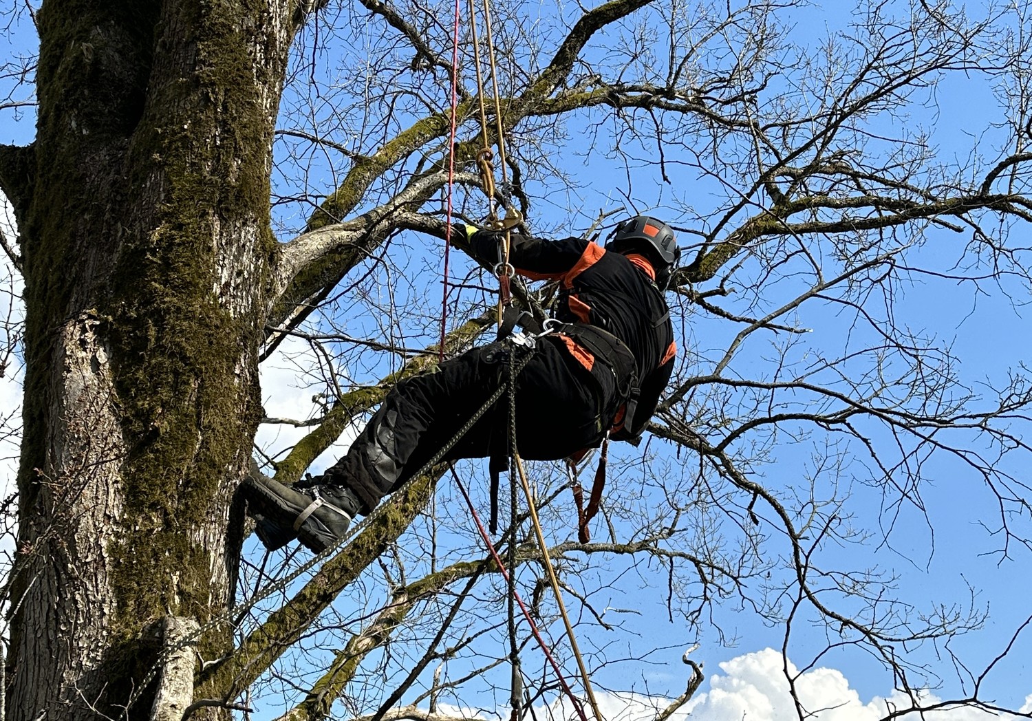 medžių genėjimas kaunas