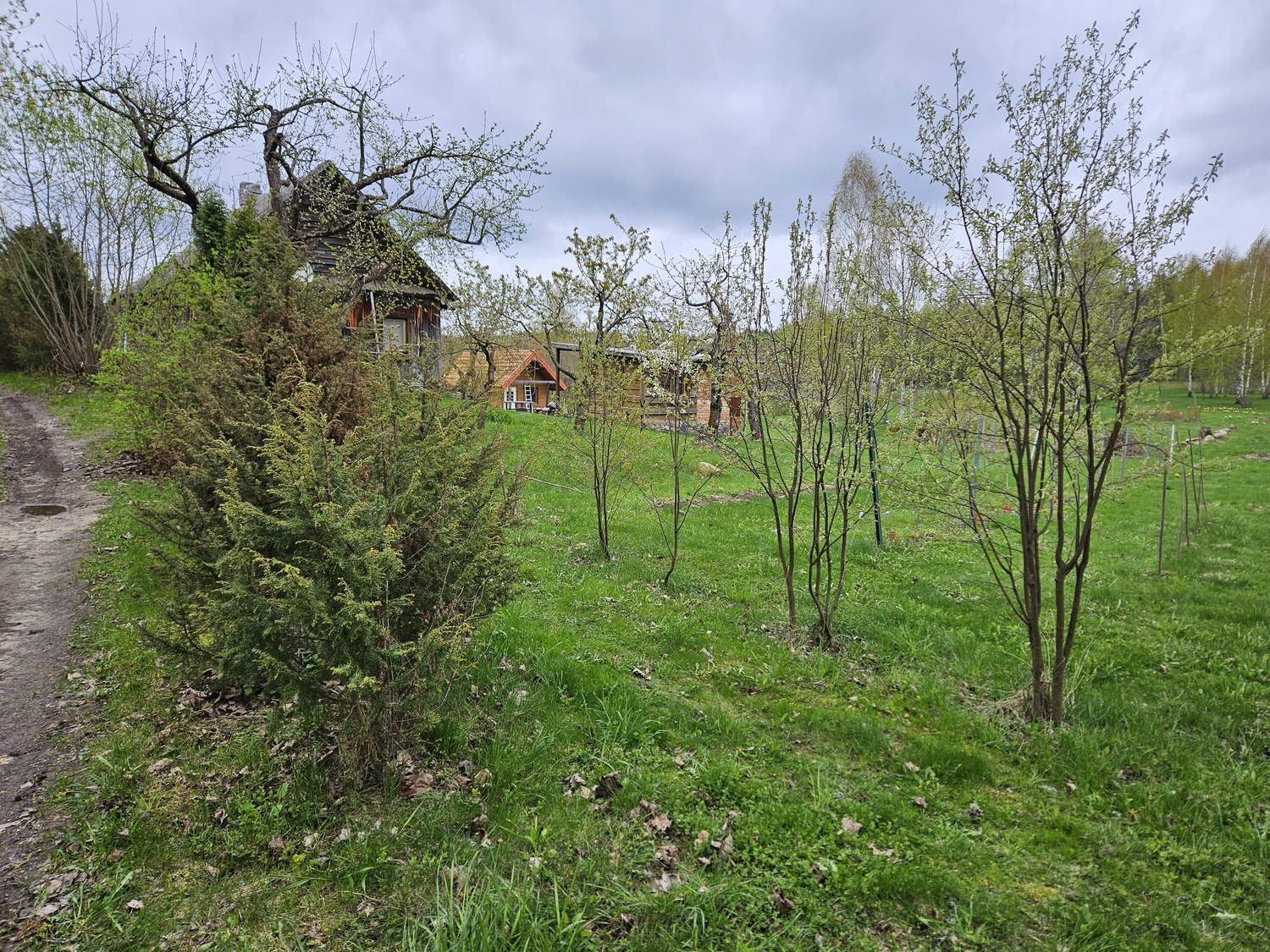 gyvatvorė is kadagių