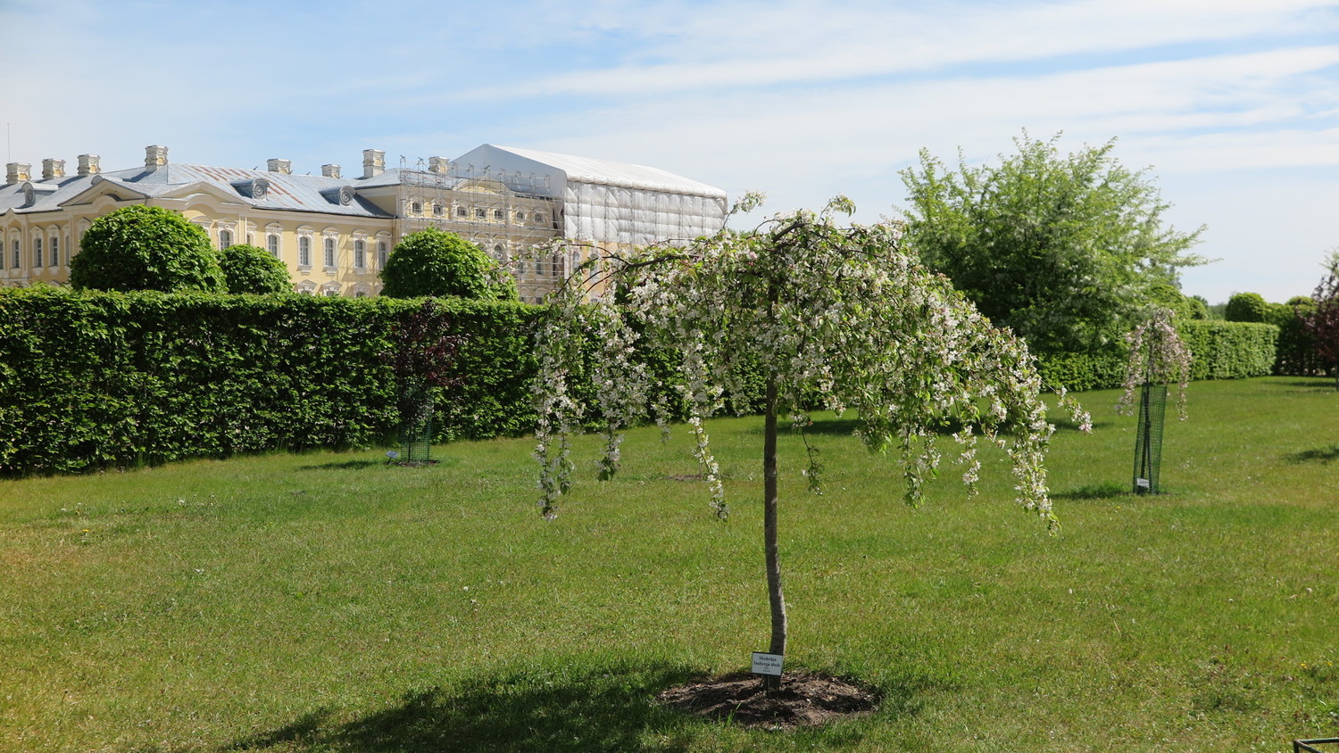gyvatvorė iš skroblų