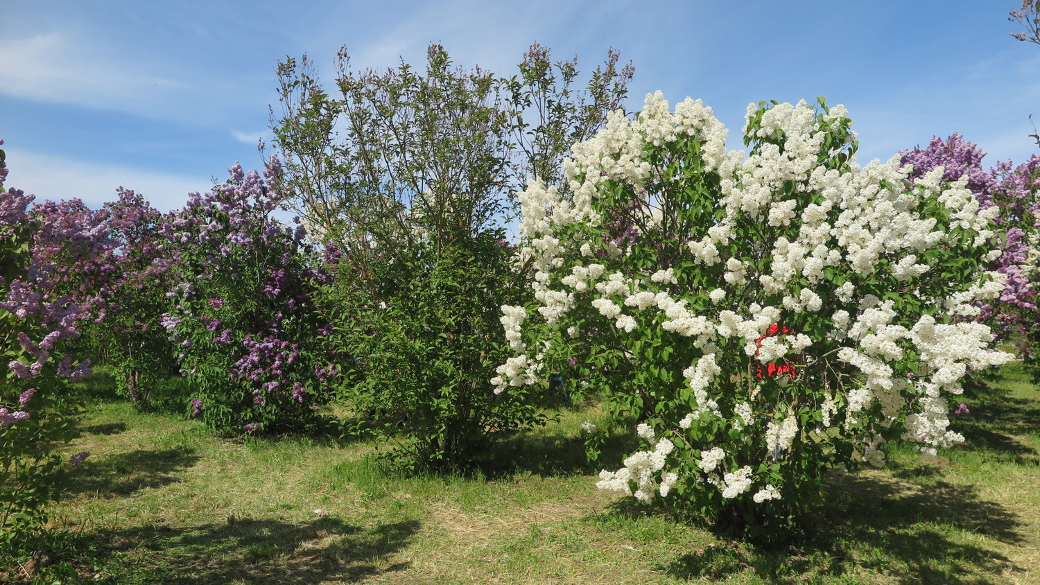 gyvatvorė iš alyvų