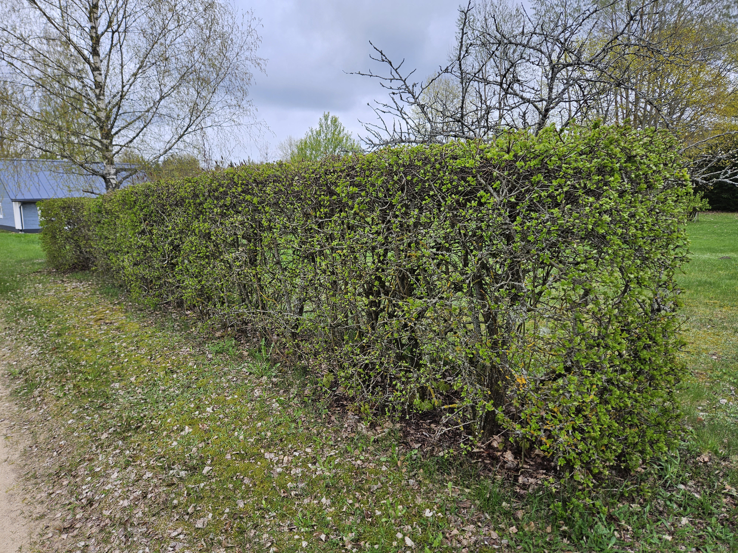 gyvatvorė iš gudobelių