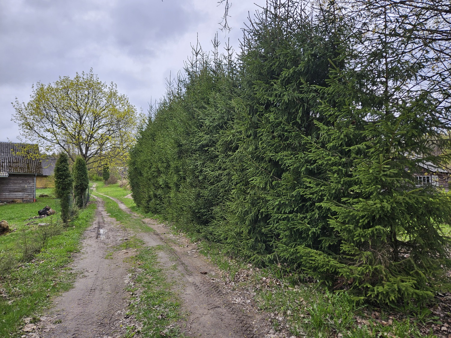 gyvatvorė iš eglių