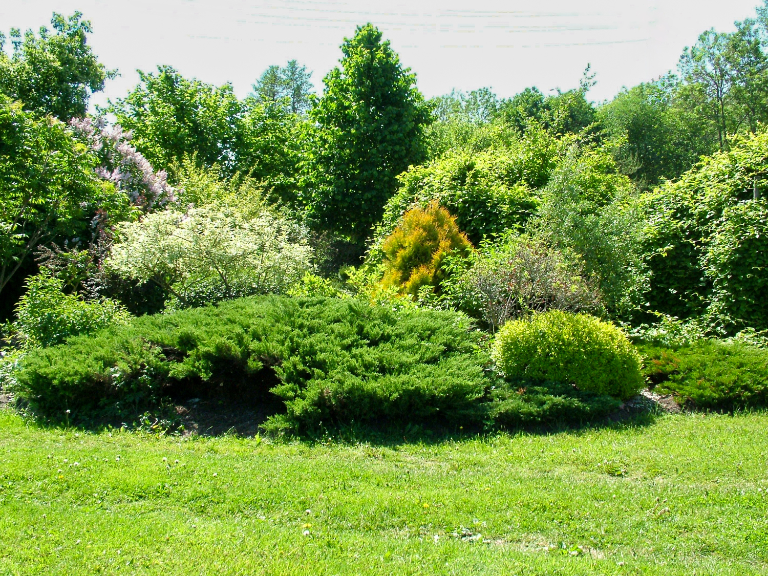 kaip-derinti-dekoratyvinius-augalus