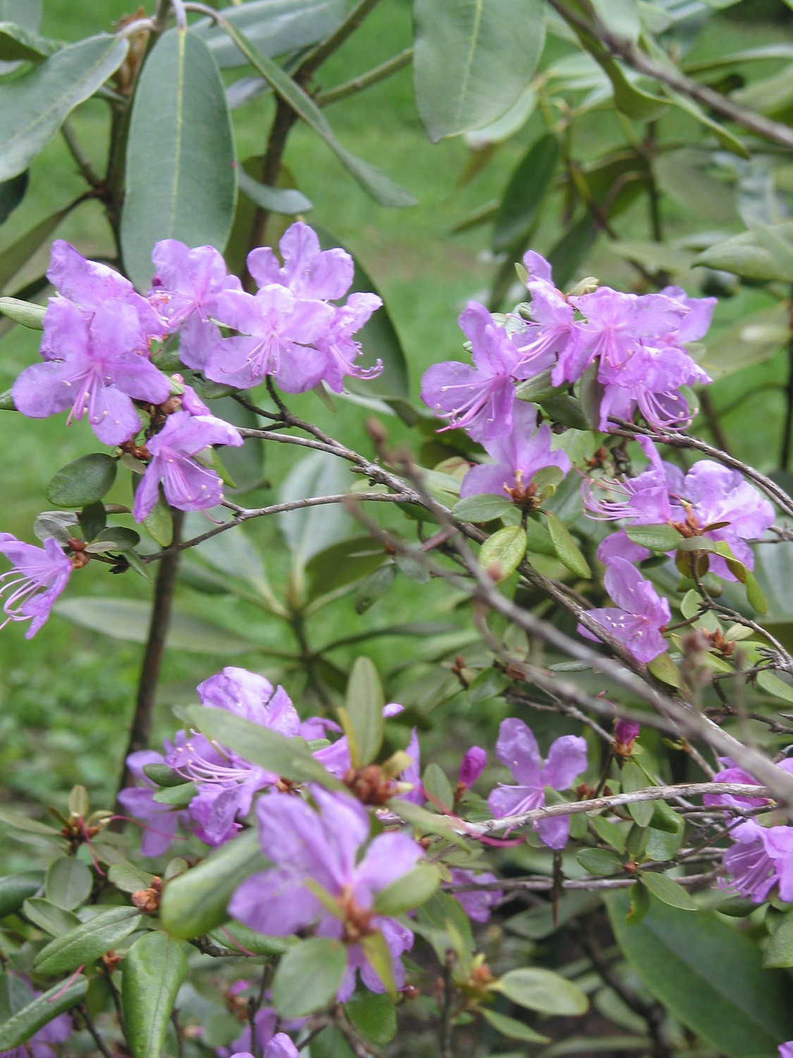 rododendrai-landsafto-irengime