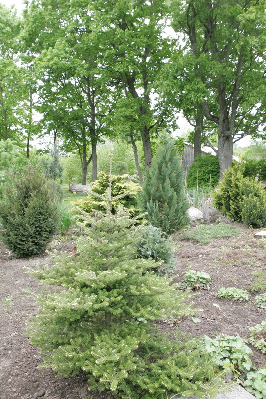 spygliuociai-dekoratyviniaime-landsafte