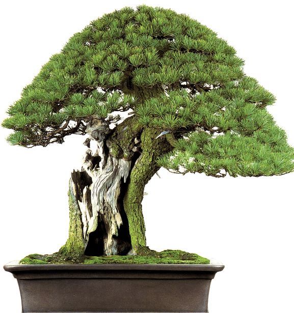 bonsai2