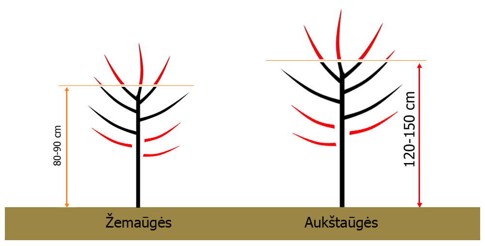 obelu genejimo schema