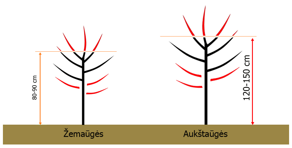 obelu genejimo schema