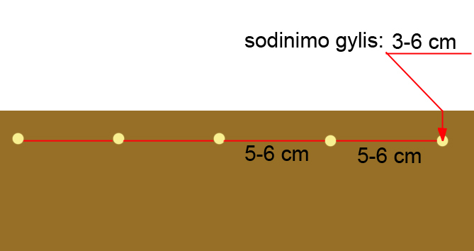 zirnių sodinimas