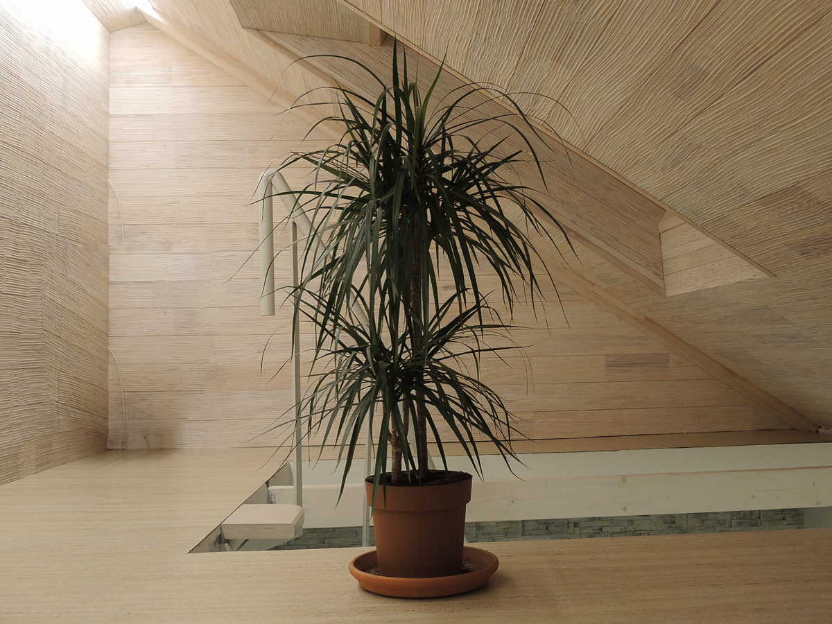 Dracena