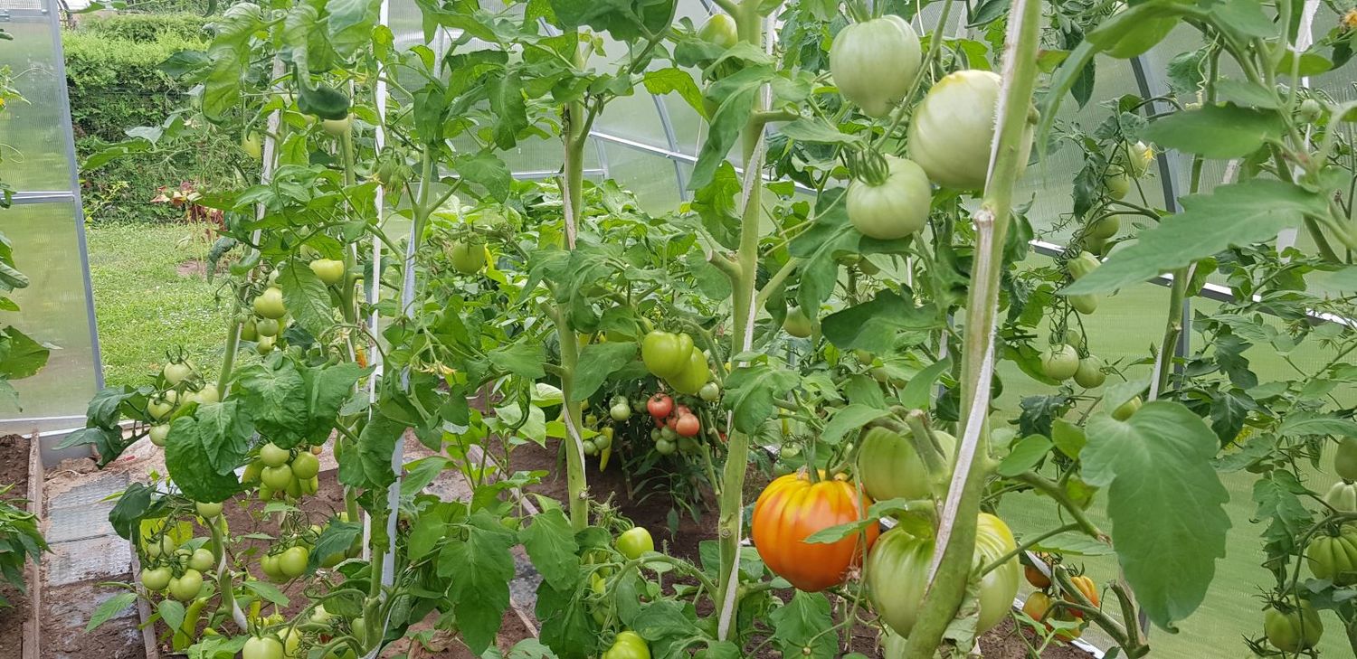 pomidorų auginimas šiltnamyje