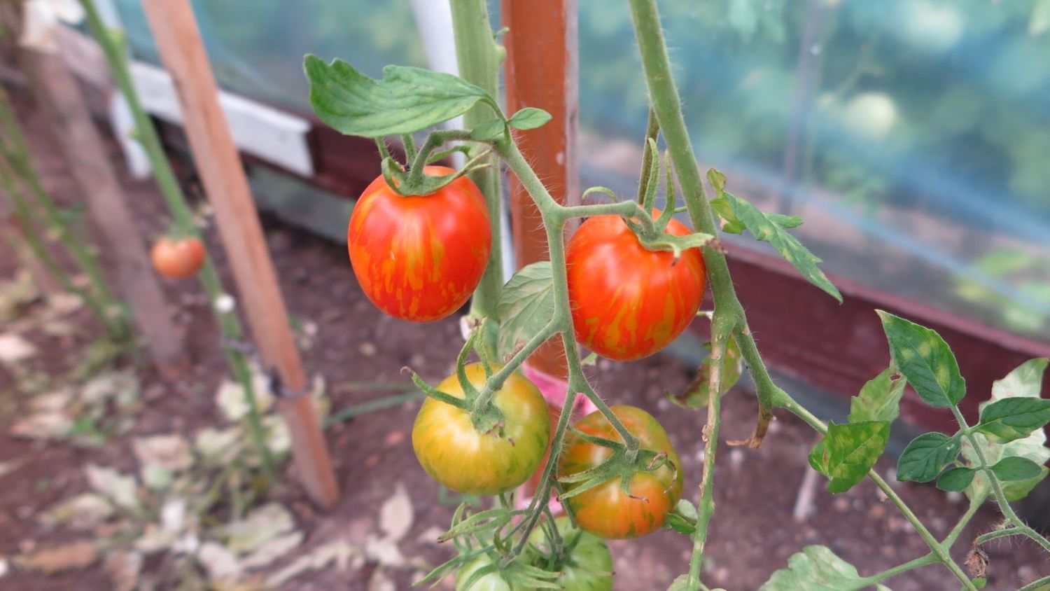 Pomidoru auginimas