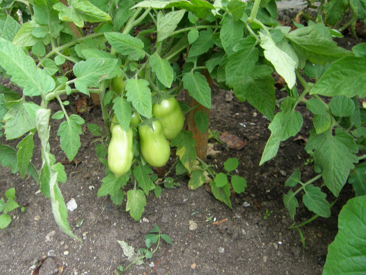 pomidorų auginimas lauke