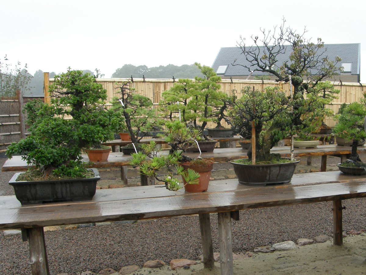 bonsai auginimas