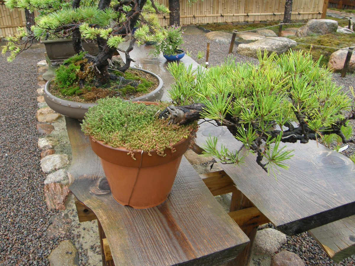 vieta bonsai medeliui