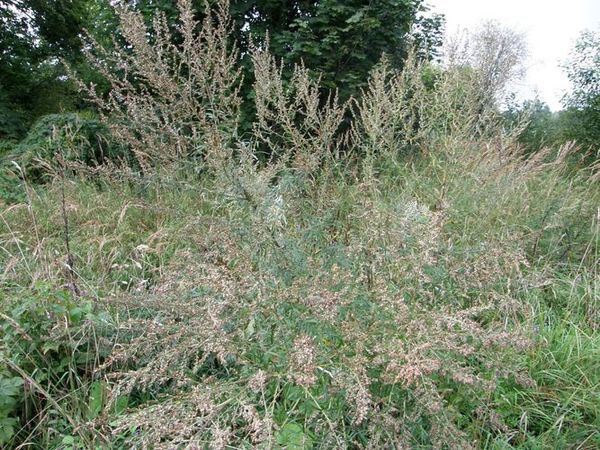 Naturalus piktžolių naikinimo būdai
