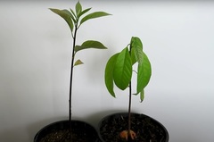 Avokado medis