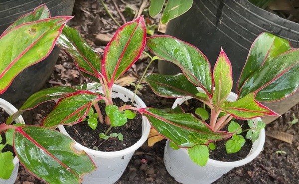 Aglaonema