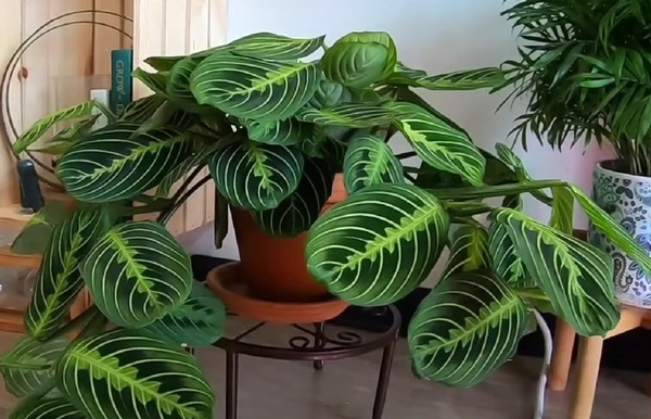 Maranta